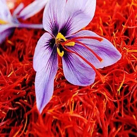 طرح توجیهی تولید زعفران فراوری شده به روش فریز درایر