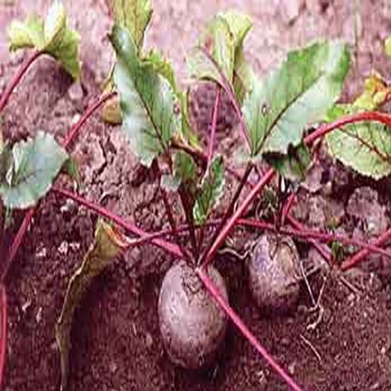 طرح توجیهی  تولید سرکه و علوفه دامی از ملاس چغندر قند