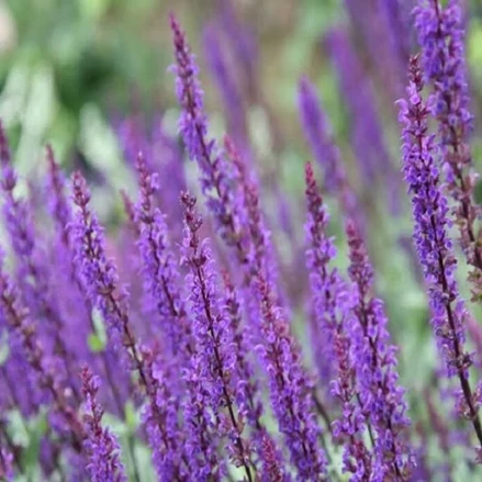 طرح توجیهی  بسته کارآفرینی تولید مریم گلی