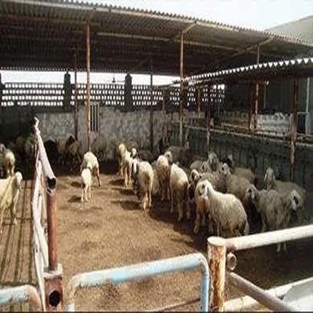 طرح توجیهی احداث پرواربندی بره 3،000 راسی با فرمت ورد