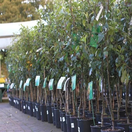 طرح توجیهی باغداری و نهال کاری (جهت تولیدمرکبات با نهال اصالح شده) با فرمت پی دی اف