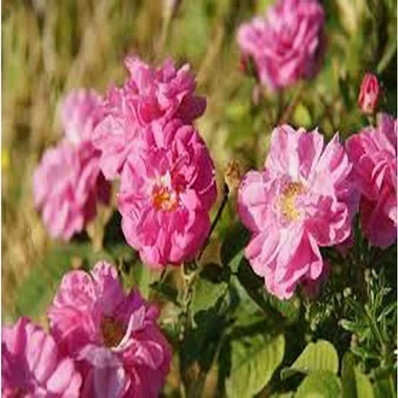 طرح توجیهی بسته کارآفرینی تولید گل محمدی