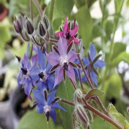 طرح توجیهی بسته کارآفرینی تولید گل گاو زبان 