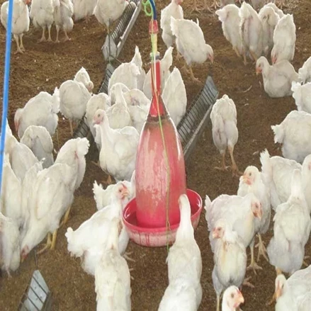 طرح توجیهی پرورش مرغ گوشتی  به ظرفیت 10000 قطعه با فرمت ورد