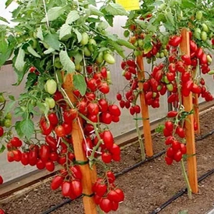 طرح توجیهی کشت داربستی گوجه فرنگی با آب دریا