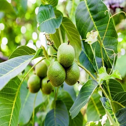 طرح توجیهی کشت گردوبا فرمت ورد