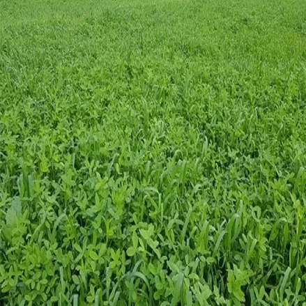 طرح توجیهی کشت گیاهان علوفهای (یونجه، ذرت و جو )