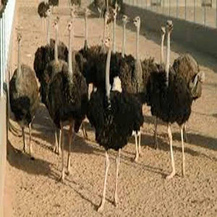 طرح توجیهی کشتارگاه صنعتی شترمرغ