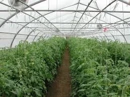 طرح توجیهی احداث و تولید محصولات گلخانه ای 100 هکتاربافرمت پی دی اف