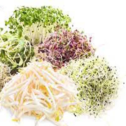 طرح توجیهی تولید جوانه حبوبات 