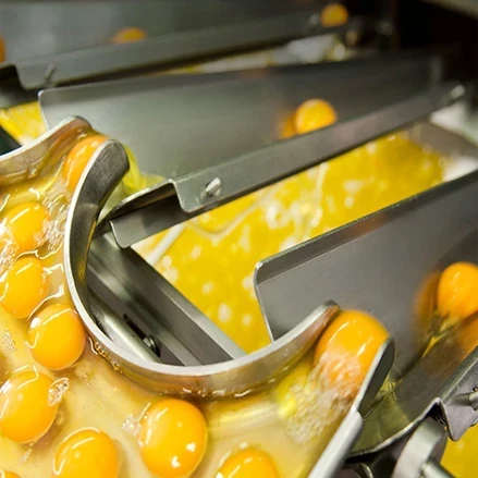 طرح توجیهی تولیدپودر تخم مرغ 