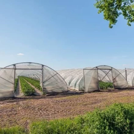 طرح توجیهی احداث مجتمع گلخانه ای